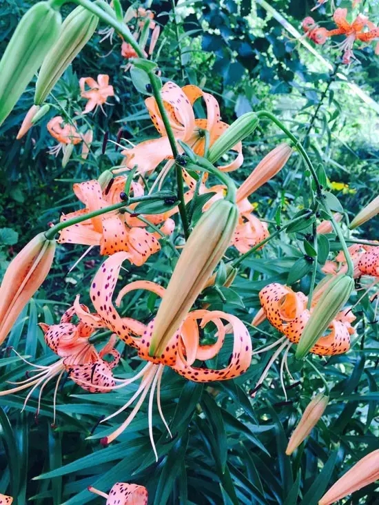 網(wǎng)勢旅游 本溪自駕兩日游